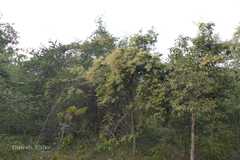 Combretum roxburghii